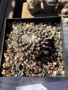 Turbinicarpus schmiedickeanus